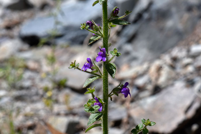Violet Snapdragon has violet, lavender or blue-purple flowers with small flower stalks originating from leaf axils. Sairocarpus nuttallianus